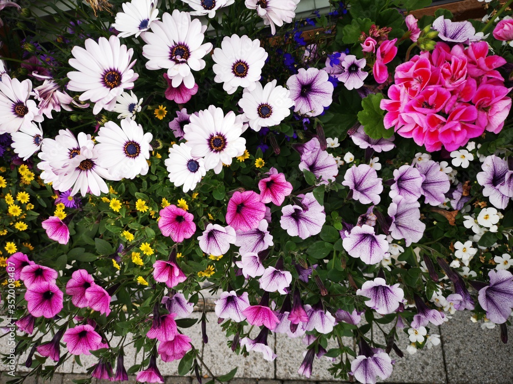 closeup of colourful flowers in a windowsill basket, mixture of petunias,geraniums and aster closeup of colourful flowers in a windowsill basket, mixture of petunias,geraniums and aster