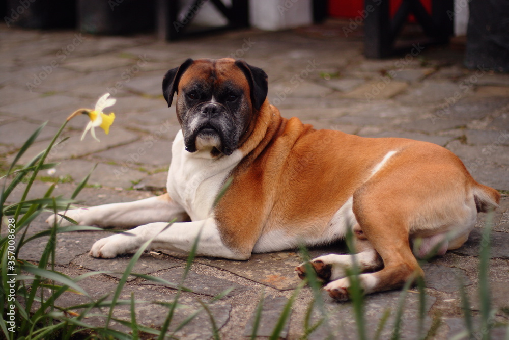 lovely fawn boxer dog peacefully resting in a cottage garden setting, looking straight at the camera