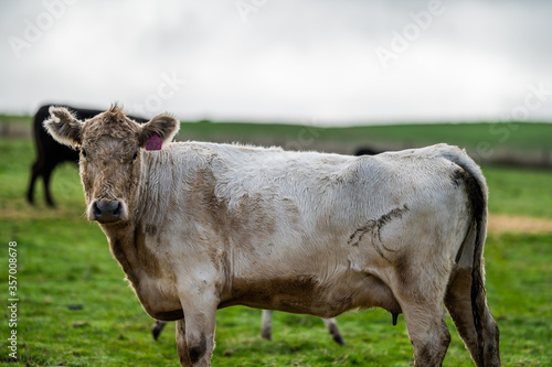 cows grazing on pasture. photo