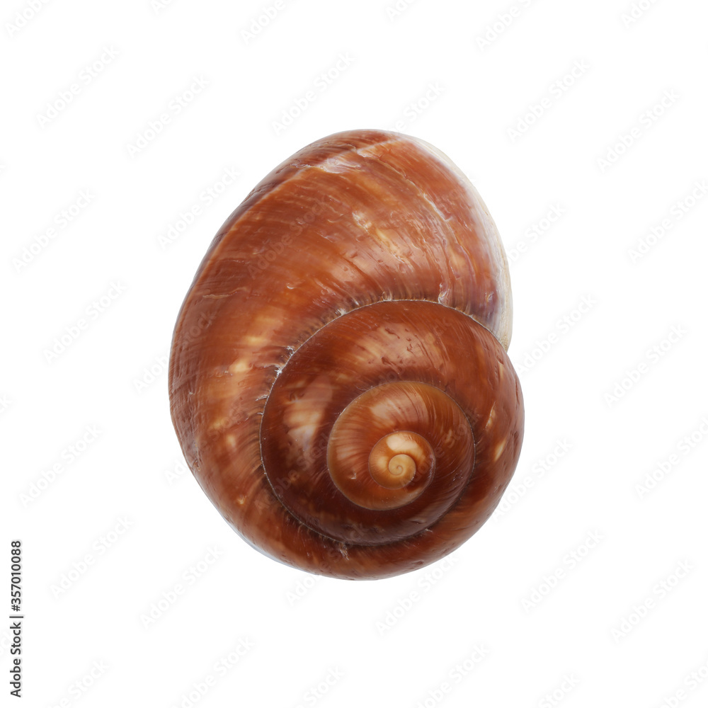 Brown Nautica spiral shell on white with clipping path