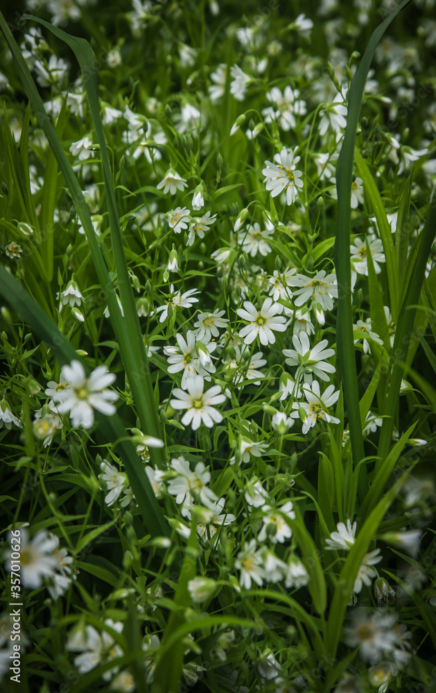 Canary grass Stellaria holostea L. blooms