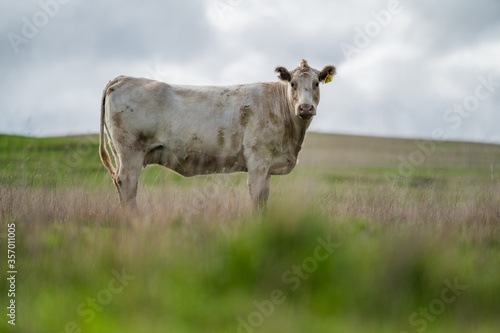 cows grazing on pasture. photo