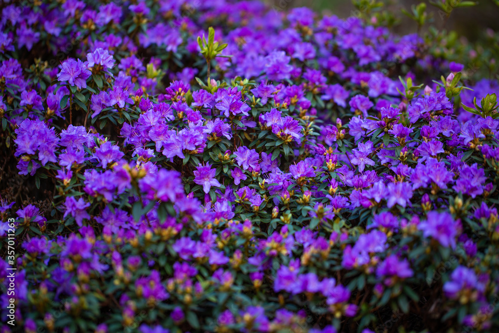 Obraz premium Beautiful violet flowers - a macro shot