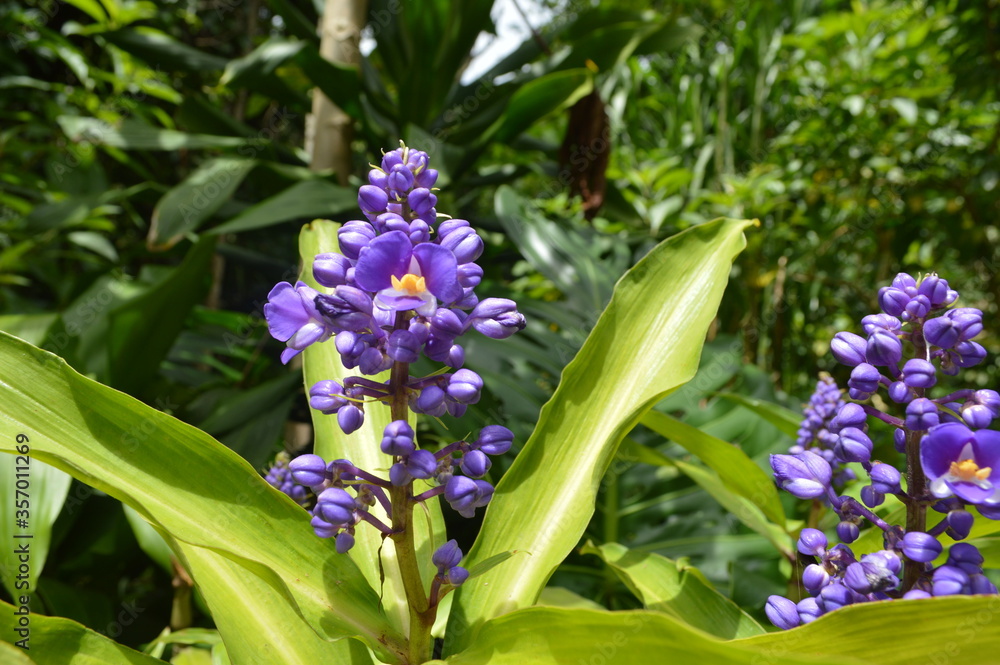 Obraz premium FLOR
