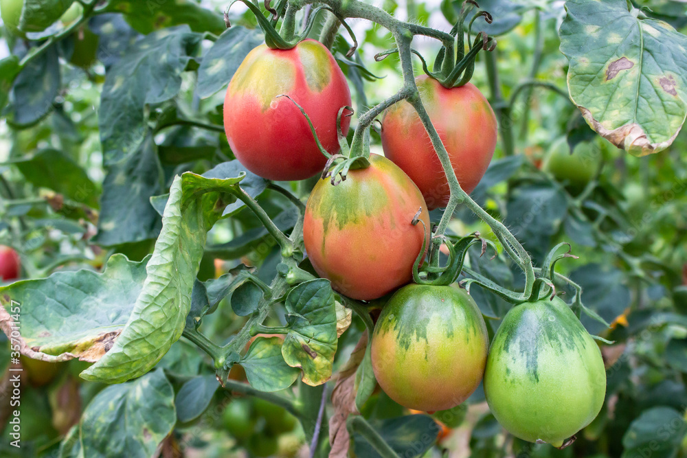 Ripe and unripe tomatoes growth in organic garden Ripe and unripe tomatoes growth in organic garden