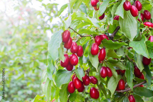 Red ripe dogwoods Cornus fruits on a fruit tree in the organic garden