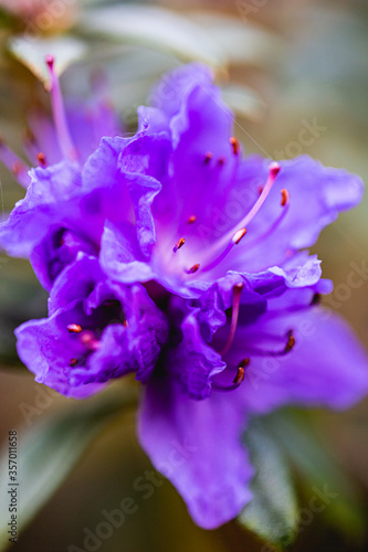 Beautiful violet flowers - a macro shot