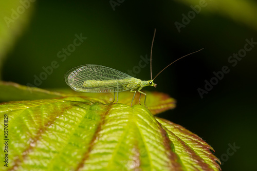 Сommon green lacewing (Chrysoperla carnea)  on a leaf. Place for text.