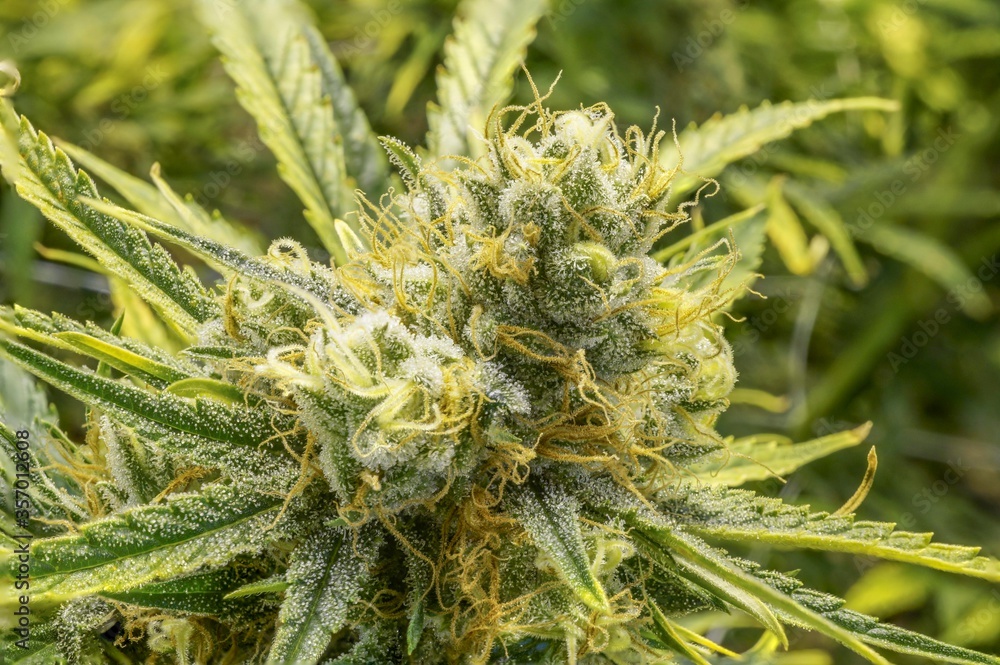 Marijuana plants Marijuana plants