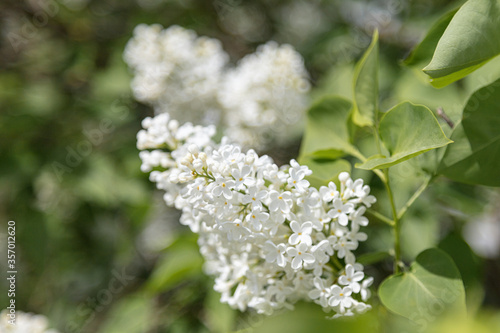 Blooming, white lilac on a sunny day. Close-up