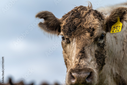 cows grazing on pasture. photo