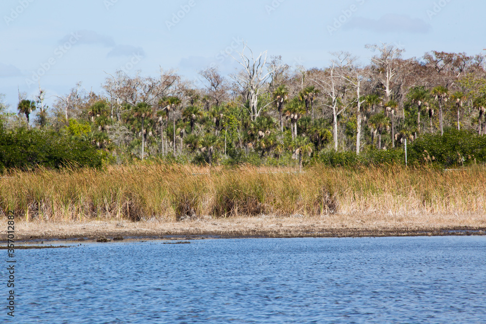 Everglade Swamp in Florida Everglade Swamp in Florida