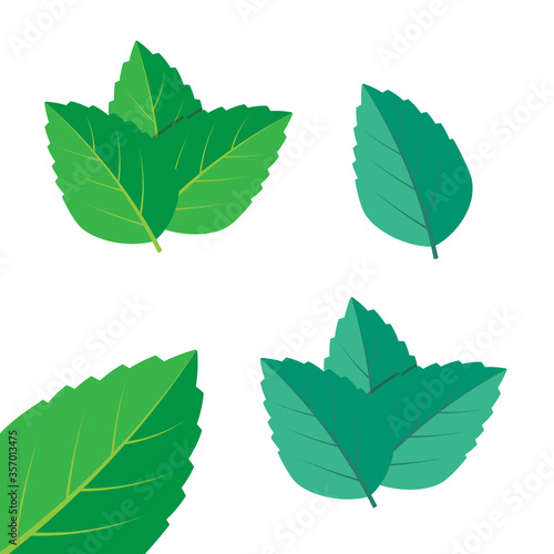Mint green vector illustration set. Mint logo vector