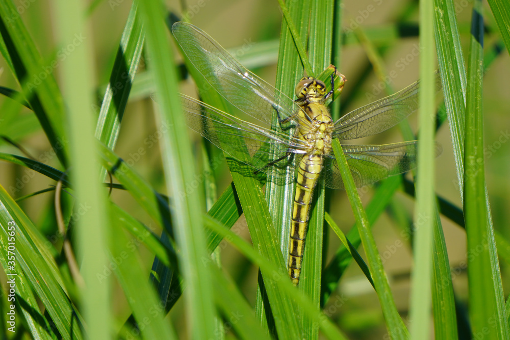 A light green dragonfly is sitting on bright juicy green grass meadow. Close-up photo of beautiful dragonfly.