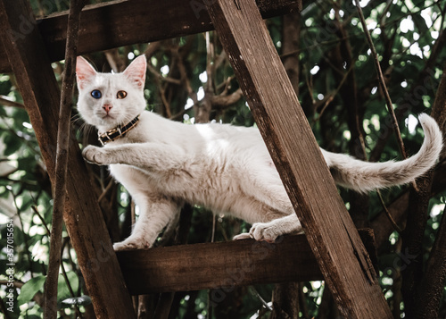 Photograph of a cat with big blue eyes illuminated by natural sunlight and climbing on a tree