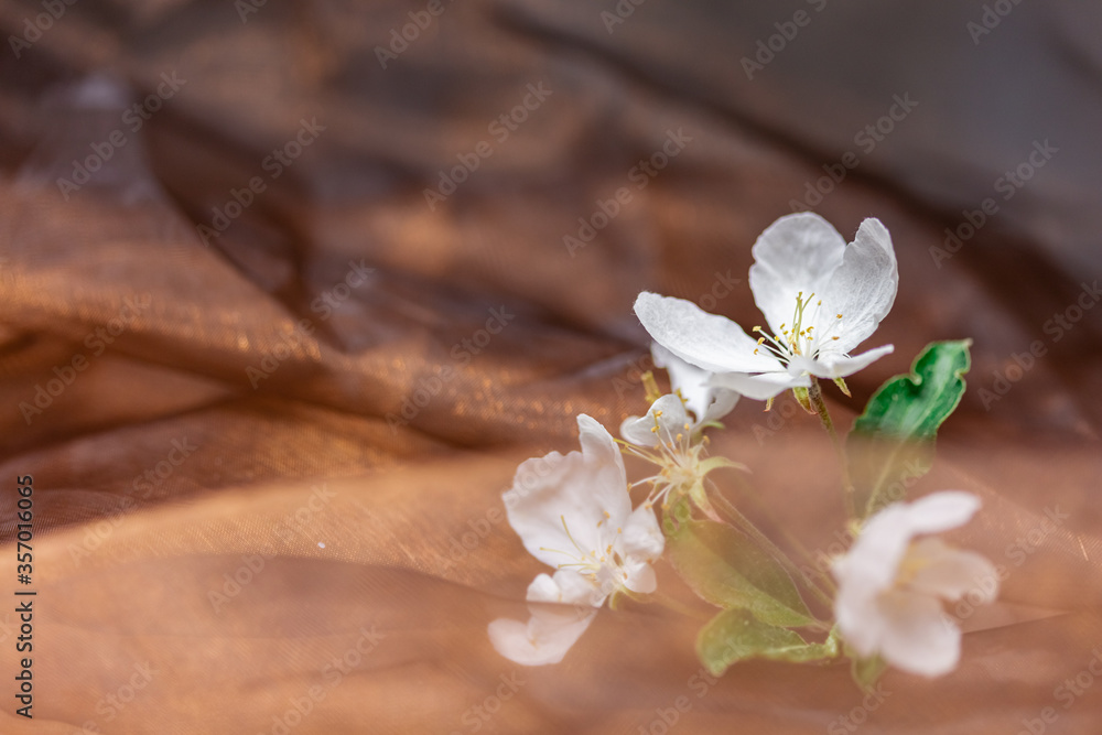 Fototapeta premium Flowers of apple tree, on a brown gas cloth. .Close-up. Concept: summer flowers