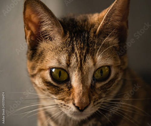 Photograph of a cat with big eyes illuminated by natural sunlight