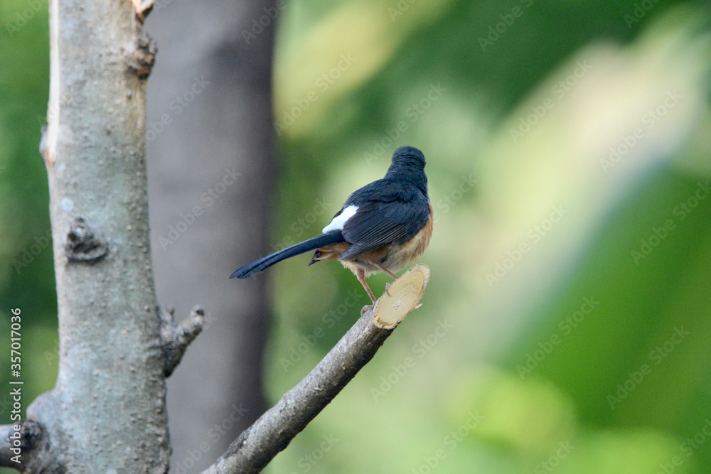 Naklejka premium Magpie on a branch 
