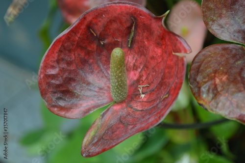 Close up of red flower