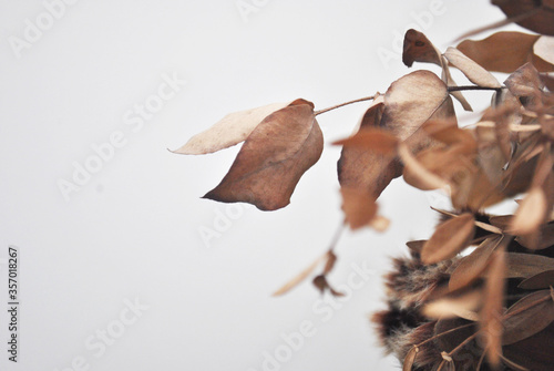 Decorative flowers and dry leaves with place for text.