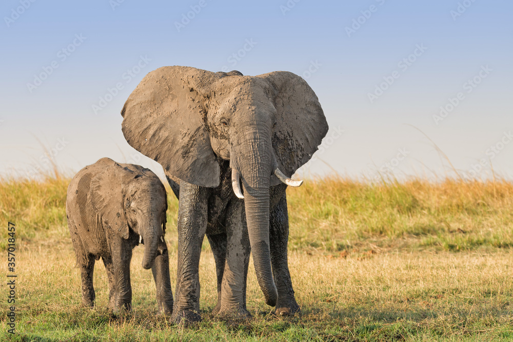 Female elephant (Loxodonta africana) with calf covered with dry mud on the Chobe river bank in Namibia.