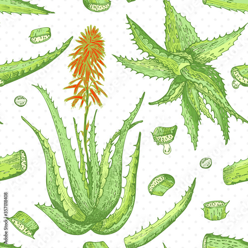 Seamless pattern with hand drawn Aloe vera lives and flower in green and red color isolated on white background. Retro vintage engraving graphic design Botanical sketch drawing