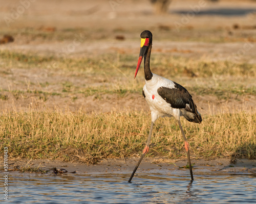 Male saddle-billed stork (Ephippiorhynchus senegalensis) looking for food in the early morning sun on the bank of the Chobe river, between Botswana and Namibia. photo