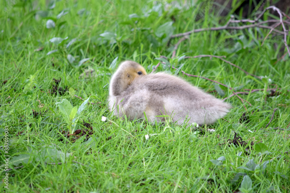 Canada Gosling 01 Canada Gosling 01