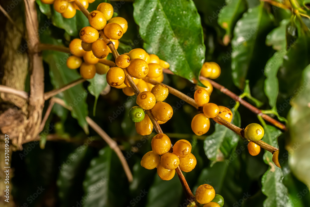 Coffee beans ripening, fresh coffee, yellow berry branch, industry agriculture on tree. Coffee bean on tree. Coffee beans ripening, fresh coffee, yellow berry branch, industry agriculture on tree. Coffee bean on tree.