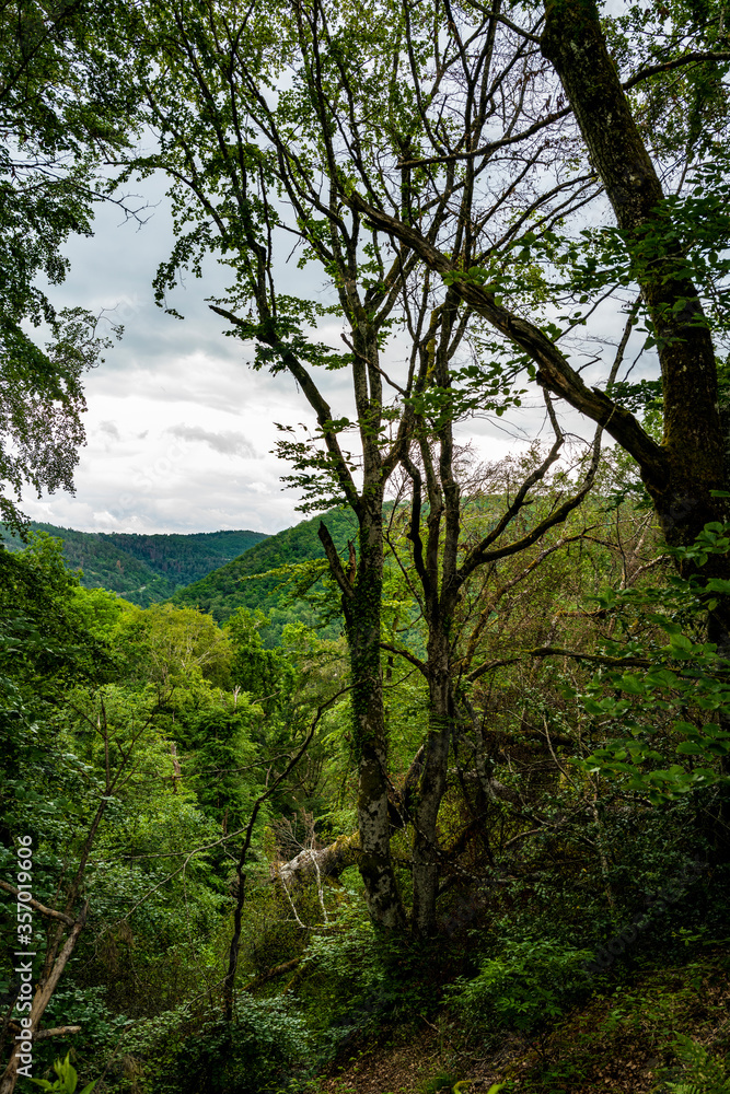 promenade dans les bois 1 promenade dans les bois 1