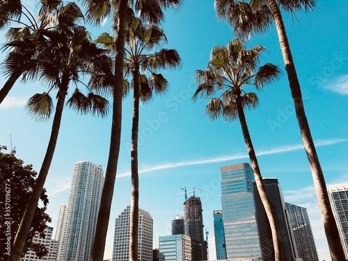 Palm Trees and City View