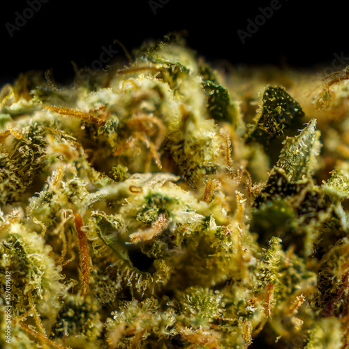 Isolated photo of marijuana
