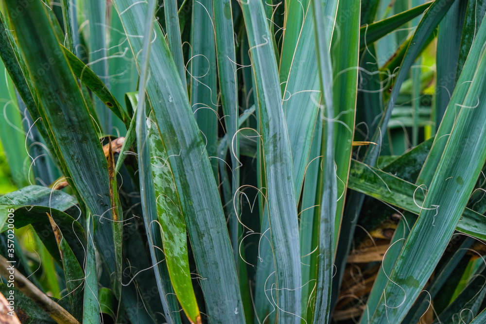 Obraz premium Evergreen yucca plant. Fibers on yucca leaves.