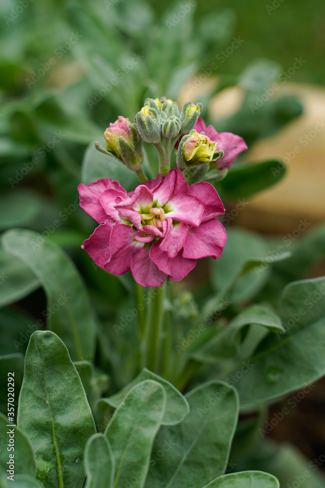 Stock flower starting to bloom. Stock flower starting to bloom.