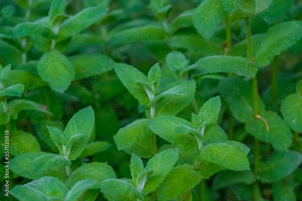 Green stems of mint. Selective focus. Copy space. Green stems of mint. Selective focus. Copy space.