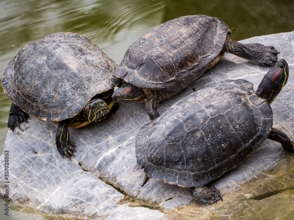 turtles on the rocks turtles on the rocks