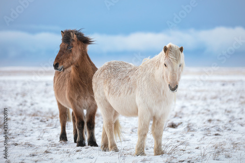 Two icelandic horse friends in iceland winter cold snow