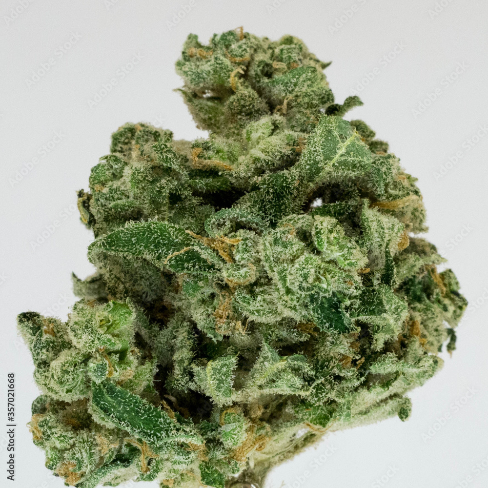 Isolated photo of cannabis marijuana Isolated photo of cannabis marijuana