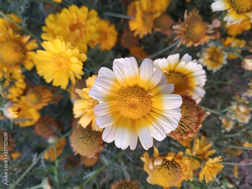 Crown Daisy or wild Glebionis Coronaria.Glebionis Coronaria Chrysanthemums.White and yellow crown daisy flower.Macro close-up of yellow flower.
