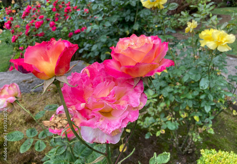 Red and pink rose blossoms in front of a colorful garden.  In focus blossons contrast with out of focus background.