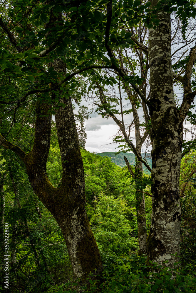 Fototapeta premium promenade dans les bois 5