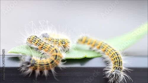 caterpillar moth, Phalera bucephala, Raupe Mondvogel
 photo