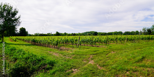 saint Emilion harvest vineyard in Bordeaux wine region in france