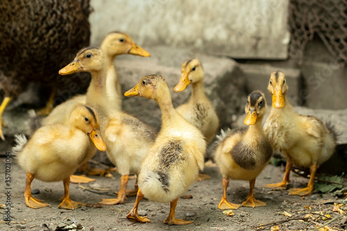 Domestic ducklings in a rural yard, birds