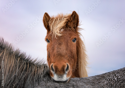 Portrait of an icelandic horse close range