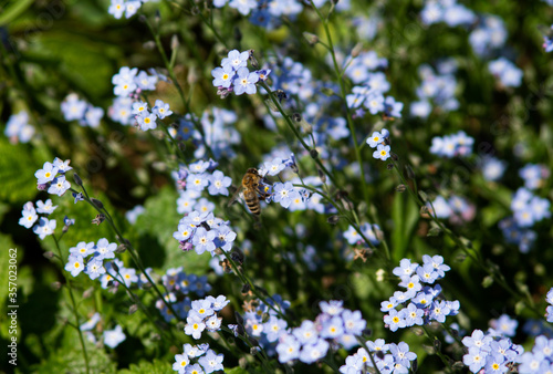A bee sitting on a forget-me-not and drinking some nectar