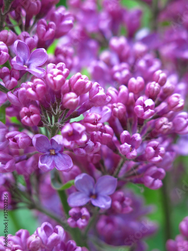 beautiful lilac blooms in spring with purple flowers in brushes on the Bush