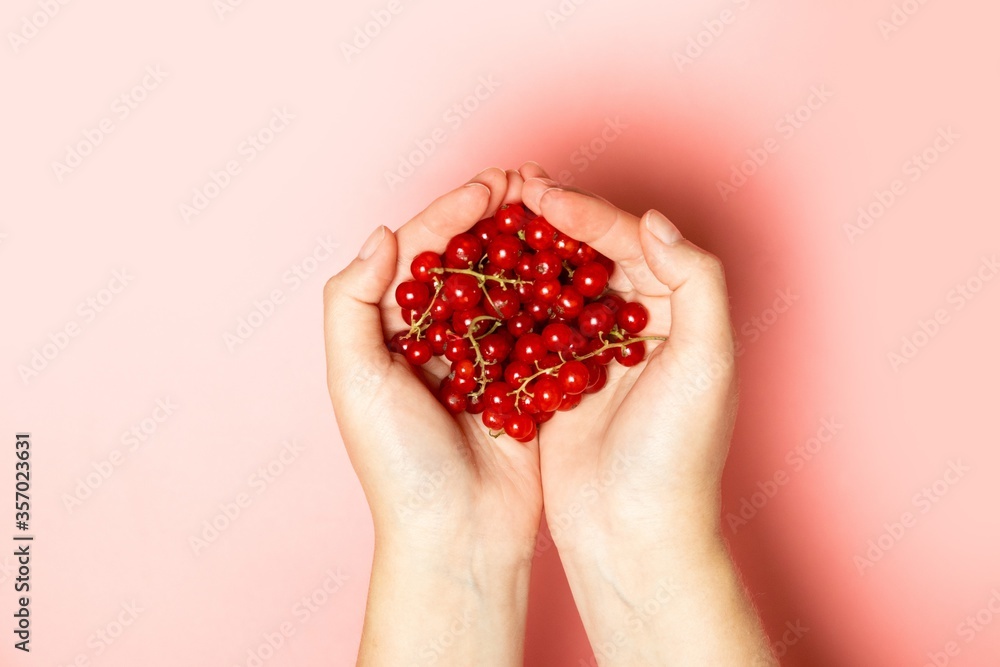 Hands holding a fresh ripe red currant berries on a pink background Hands holding a fresh ripe red currant berries on a pink background
