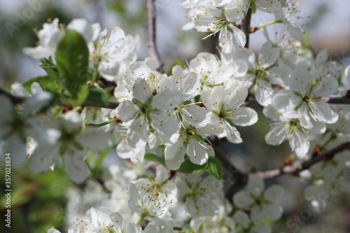 View of a large branch with flowers of cherry. Beautiful white flowers, blur effect