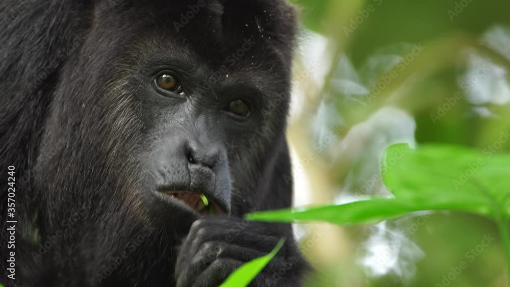 Howler monkey at rainforest mexico chiapas Howler monkey at rainforest mexico chiapas